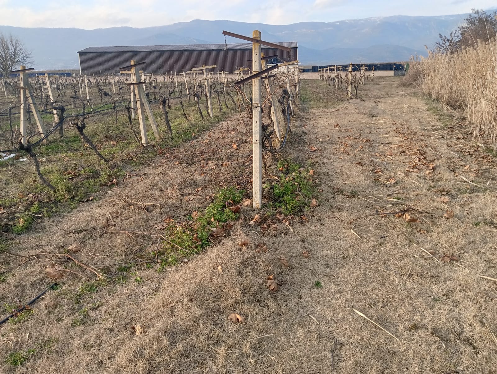 GEBMASTER'DAN PAMUKOVA FEVZİYE'DE MÜKEMMEL KONUMDA KUPON ÜZÜM BAĞI