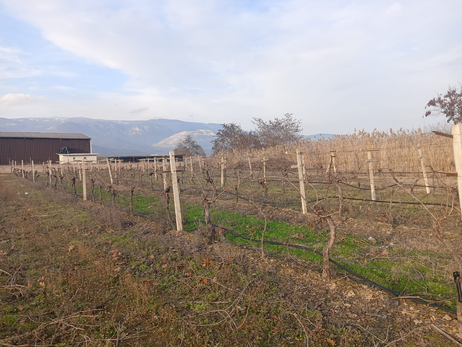 GEBMASTER'DAN PAMUKOVA FEVZİYE'DE MÜKEMMEL KONUMDA KUPON ÜZÜM BAĞI