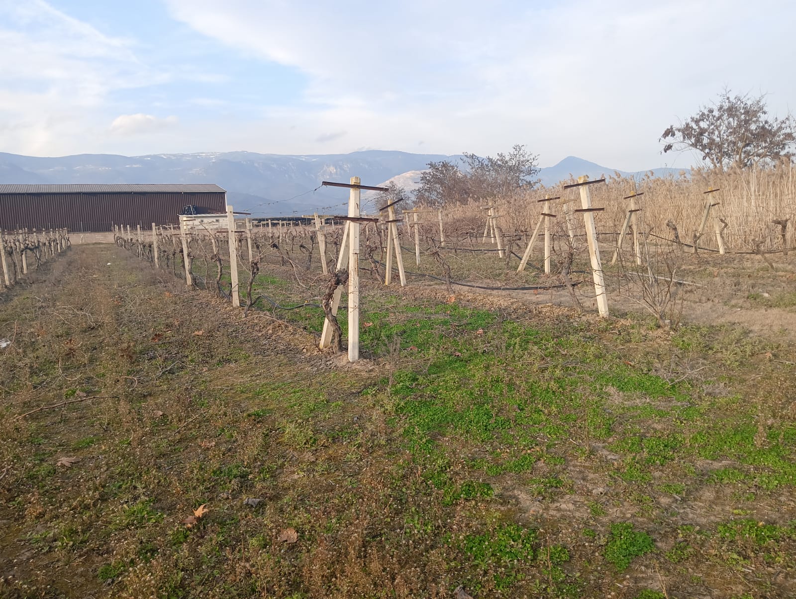 GEBMASTER'DAN PAMUKOVA FEVZİYE'DE MÜKEMMEL KONUMDA KUPON ÜZÜM BAĞI