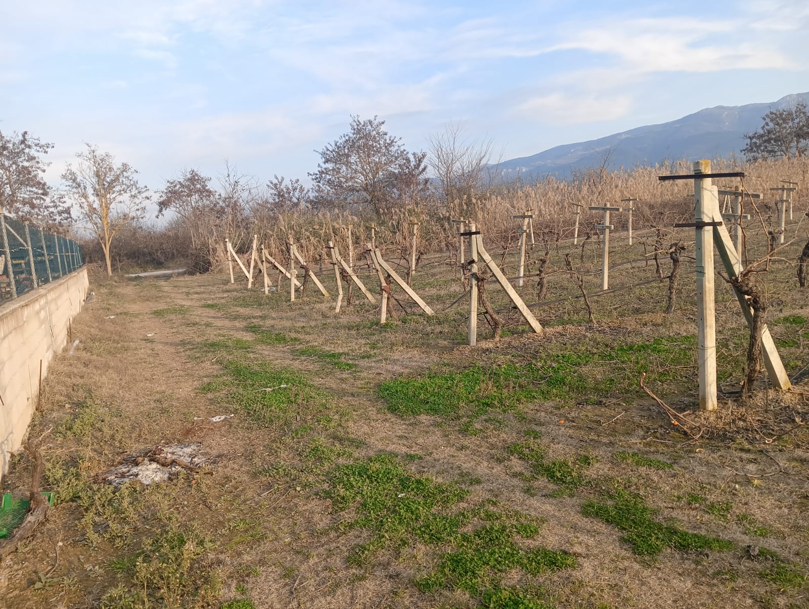 GEBMASTER'DAN PAMUKOVA FEVZİYE'DE MÜKEMMEL KONUMDA KUPON ÜZÜM BAĞI