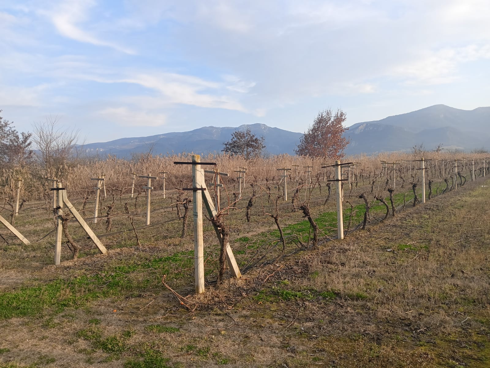 GEBMASTER'DAN PAMUKOVA FEVZİYE'DE MÜKEMMEL KONUMDA KUPON ÜZÜM BAĞI